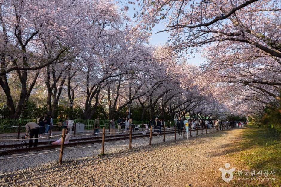 경화역 벚꽃길 — 반려동물 동반 관광지