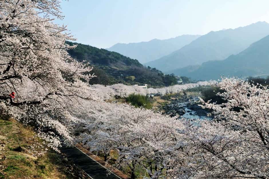 십리벚꽃길 — 반려동물 동반 관광지