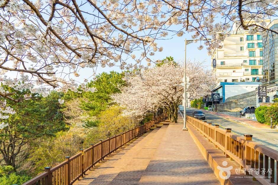 문탠로드 — 반려동물 동반 레포츠