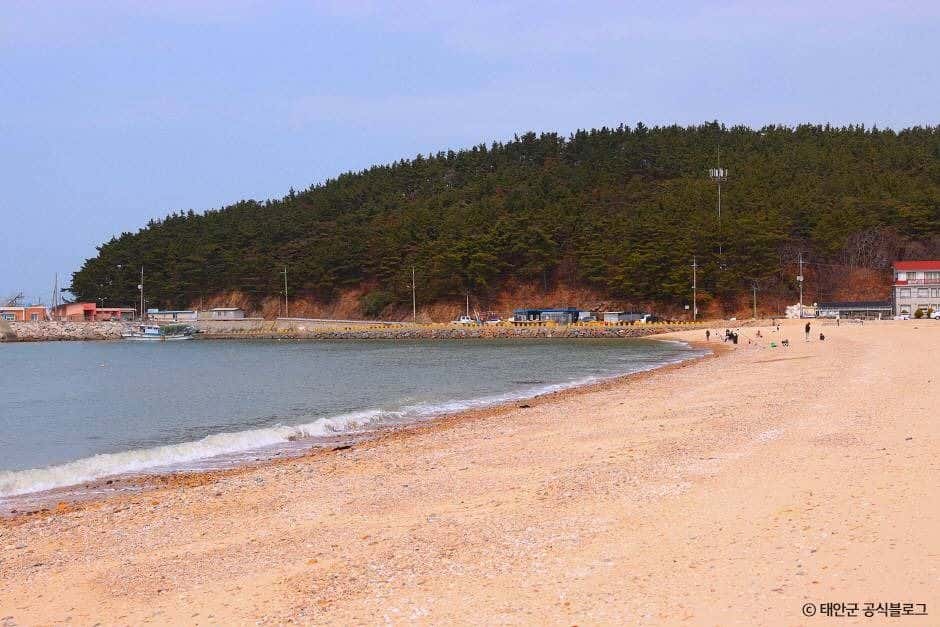 천리포해수욕장 — 반려동물 동반 관광지