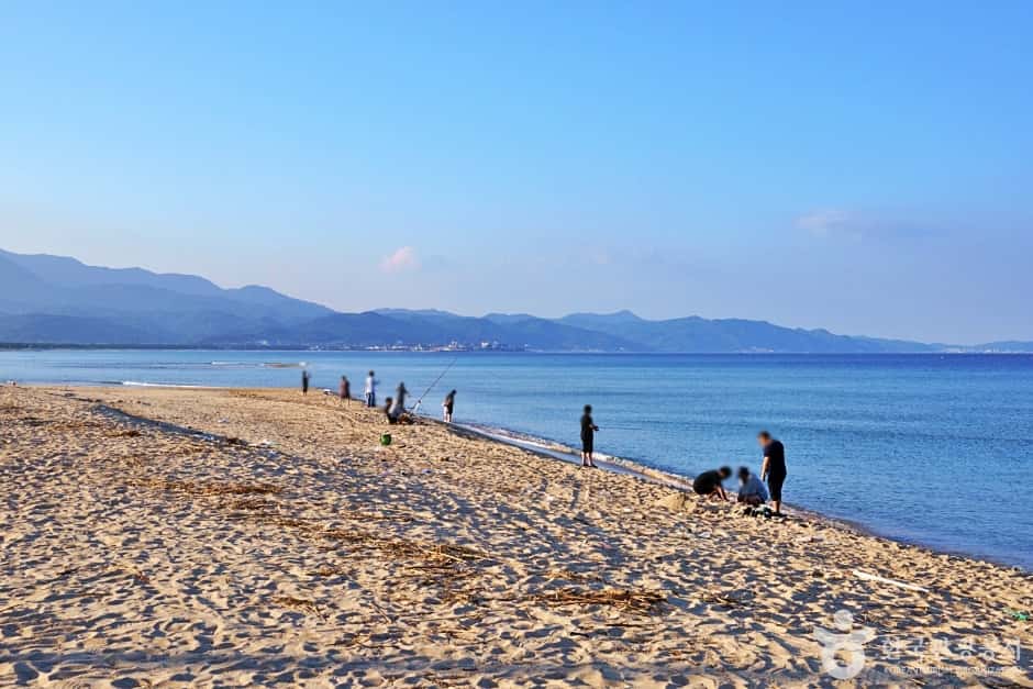 대진해수욕장 — 반려동물 동반 관광지