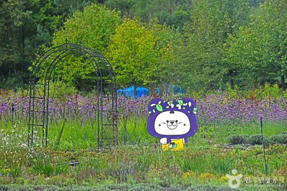 평창 라벤다팜 — 반려동물 동반 관광지