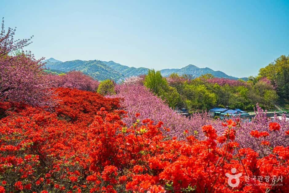 완산공원 — 반려동물 동반 관광지