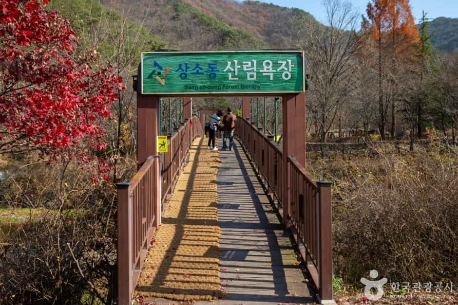 상소동 산림욕장 — 반려동물 동반 관광지