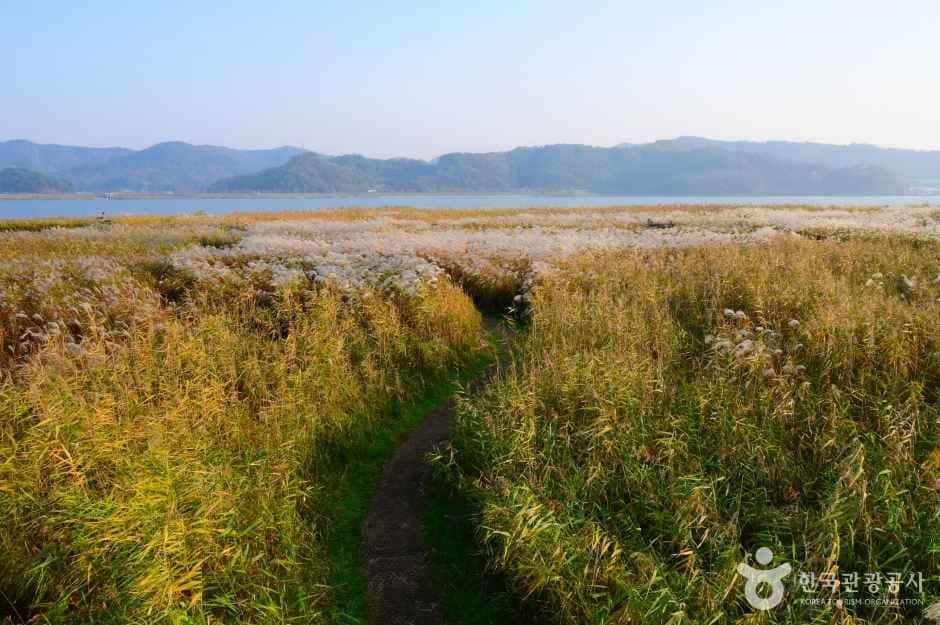 신성리 갈대밭 — 반려동물 동반 관광지