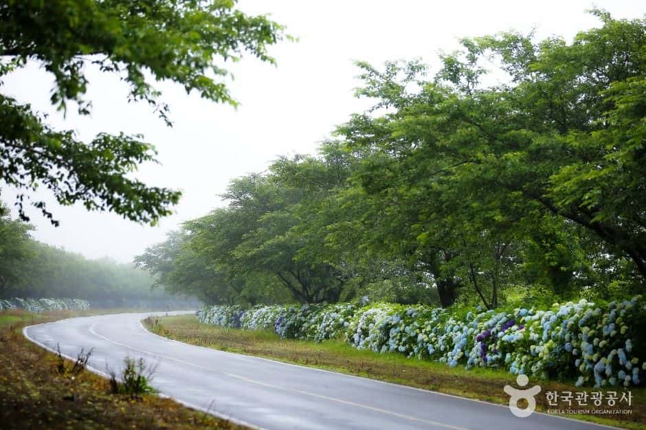 녹산로 유채꽃도로 — 반려동물 동반 관광지