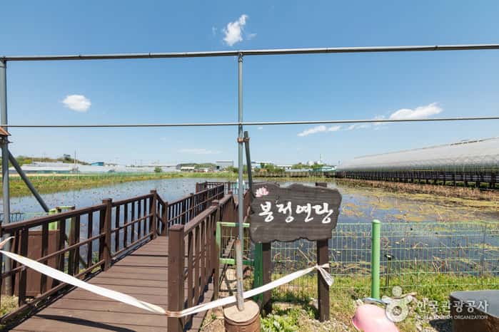 봉정연꽃마을 — 반려동물 동반 관광지