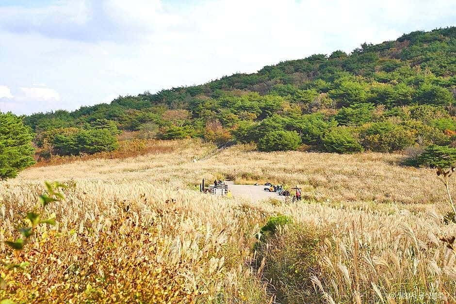 재약산 — 반려동물 동반 관광지