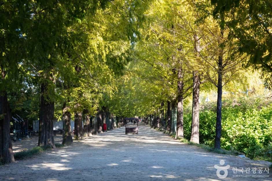 담양 메타세쿼이아길 — 반려동물 동반 관광지