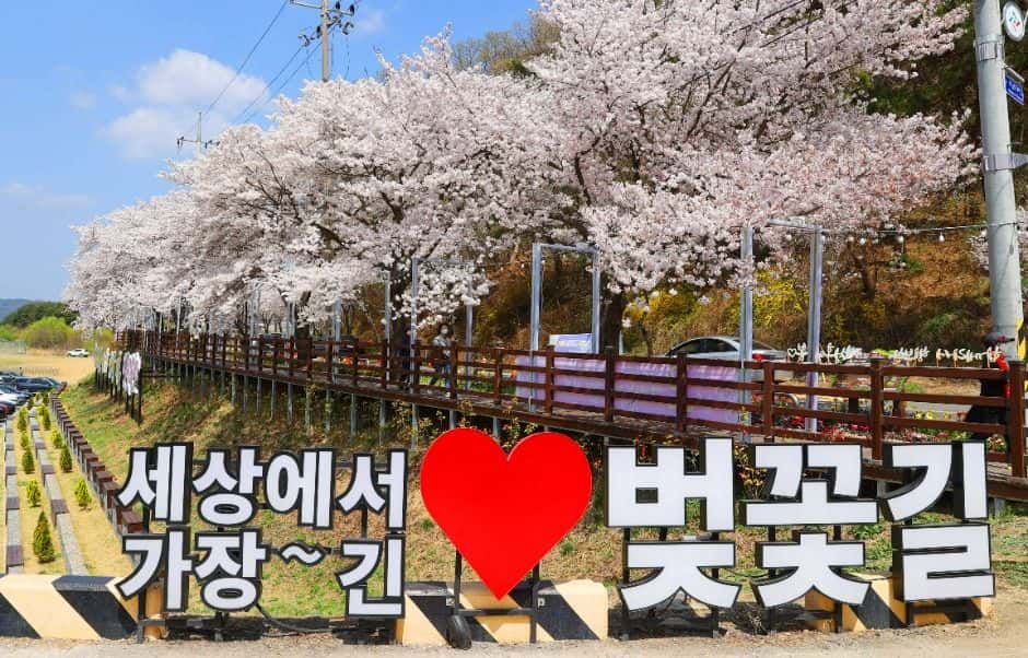 대청호 벚꽃길 — 반려동물 동반 관광지