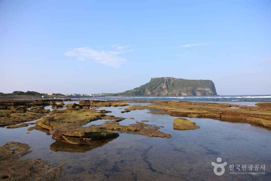 광치기해변 — 반려동물 동반 관광지
