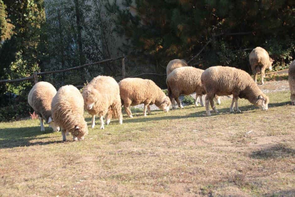 에델바이스 스위스 — 반려동물 동반 관광지