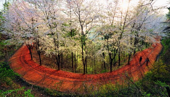 계족산 황톳길 — 반려동물 동반 레포츠