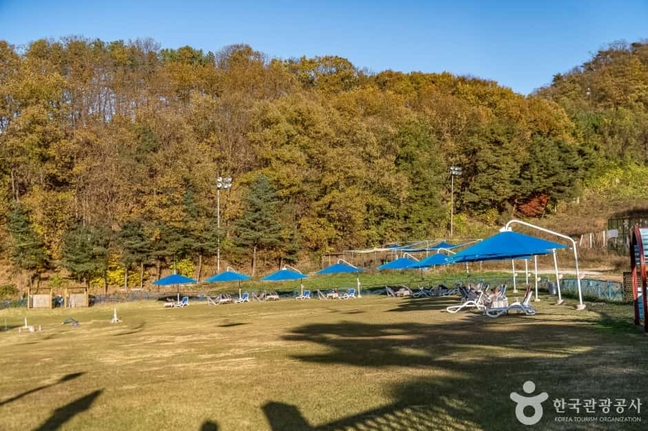 양지파인펫파크 — 반려동물 동반 관광지