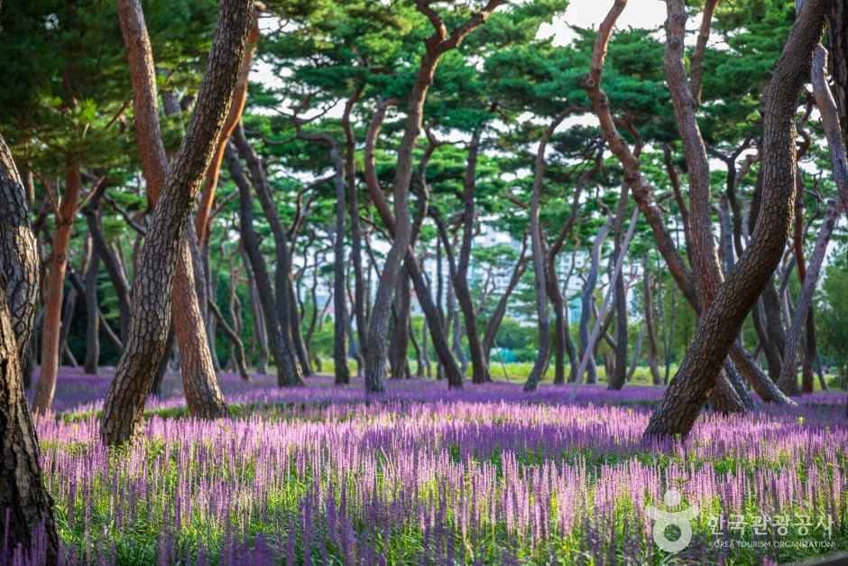 황성공원 — 반려동물 동반 관광지