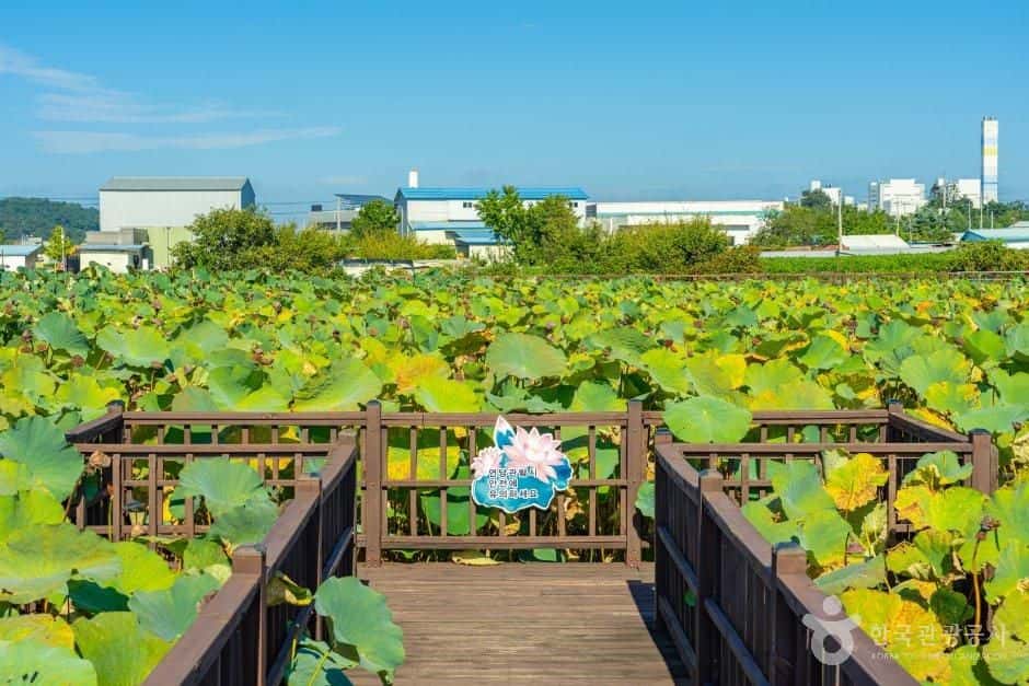 봉정연꽃마을 — 반려동물 동반 관광지