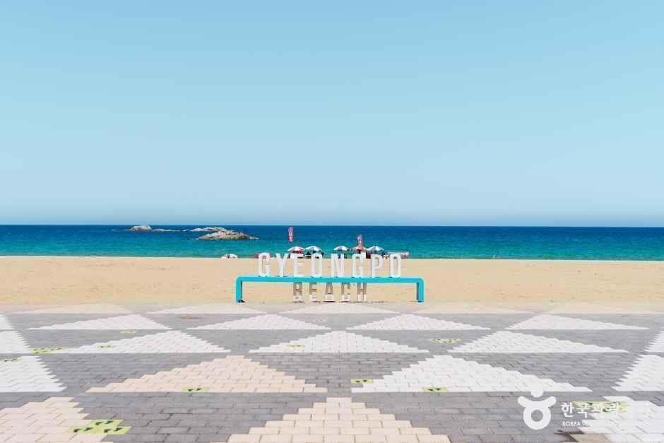 경포해수욕장 — 반려동물 동반 관광지