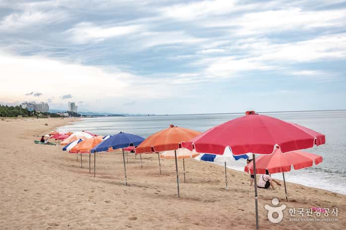 송정해변 — 반려동물 동반 관광지