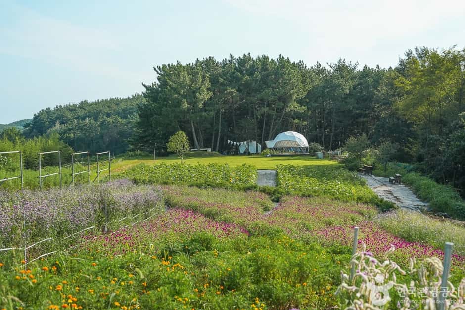 해바라기올래정원 — 반려동물 동반 관광지