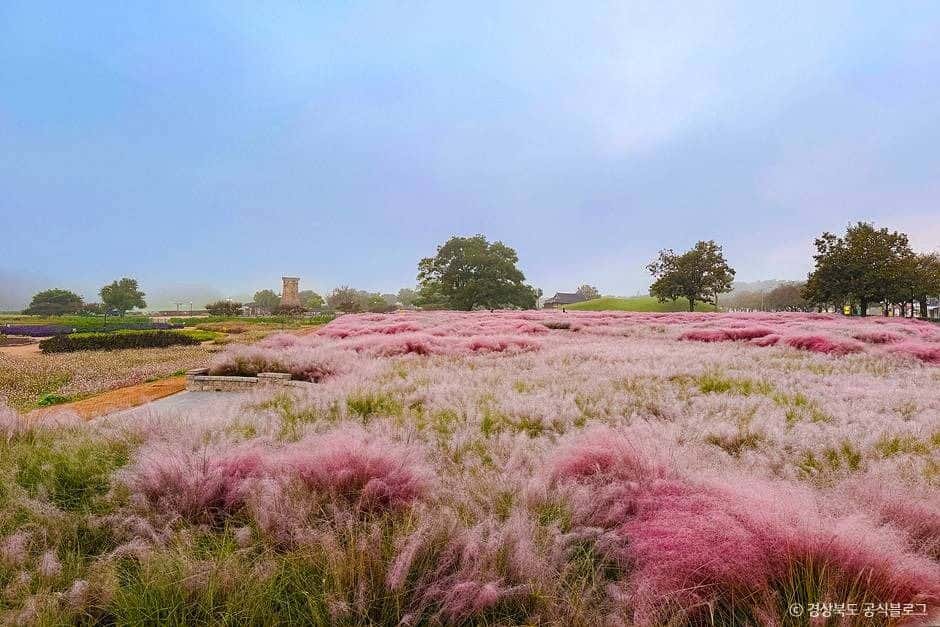 경주 핑크뮬리(경주 핑크뮬리 군락지) — 반려동물 동반 관광지