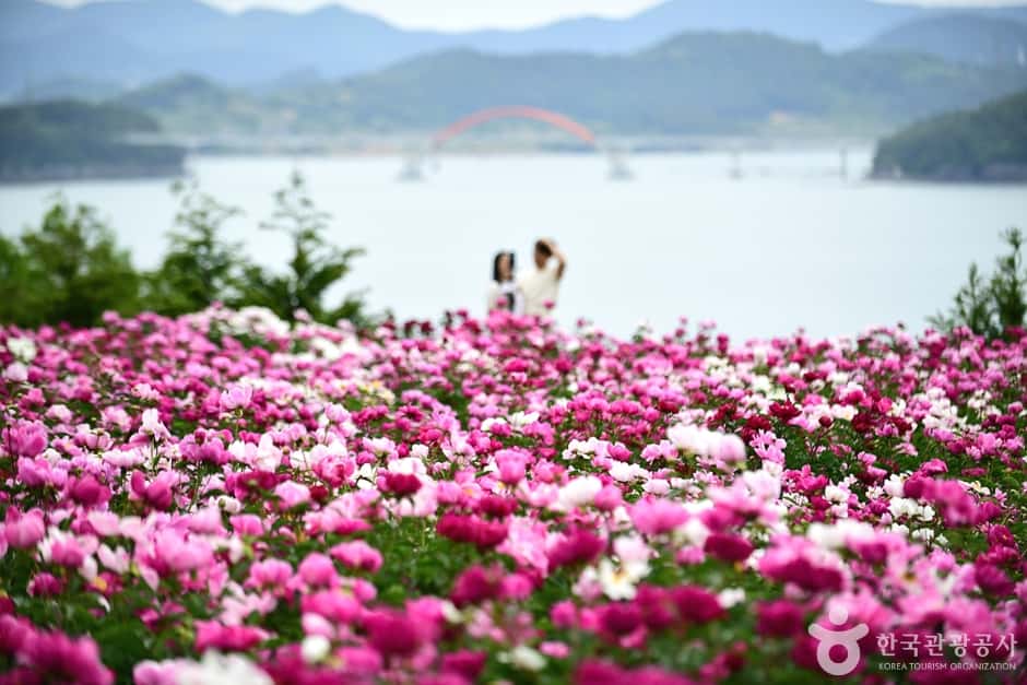 고흥 작약 꽃밭 — 반려동물 동반 관광지