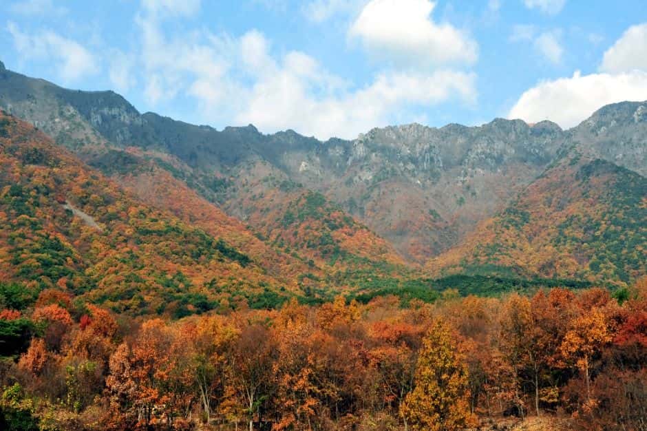 영축산 — 반려동물 동반 관광지