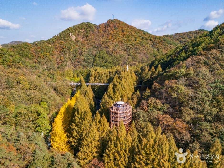 장태산자연휴양림 — 반려동물 동반 관광지