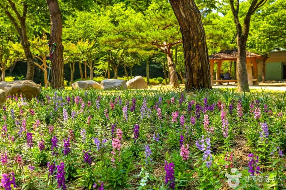 대구앞산공원 — 반려동물 동반 관광지