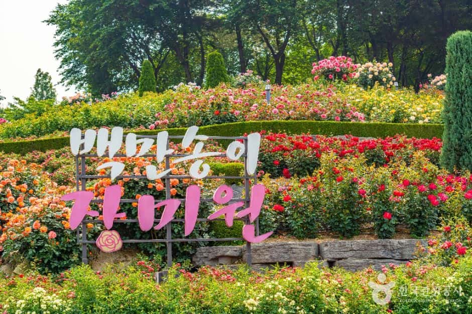 백만송이장미원 — 반려동물 동반 관광지