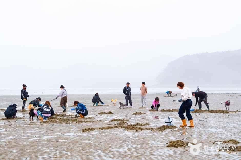 병술만어촌체험마을 — 반려동물 동반 관광지