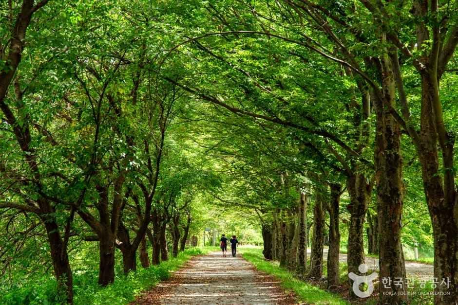 관방제림 — 반려동물 동반 관광지