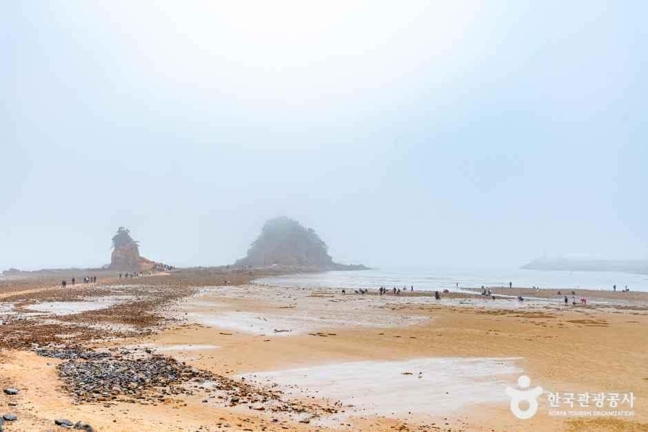 꽃지해수욕장 — 반려동물 동반 관광지