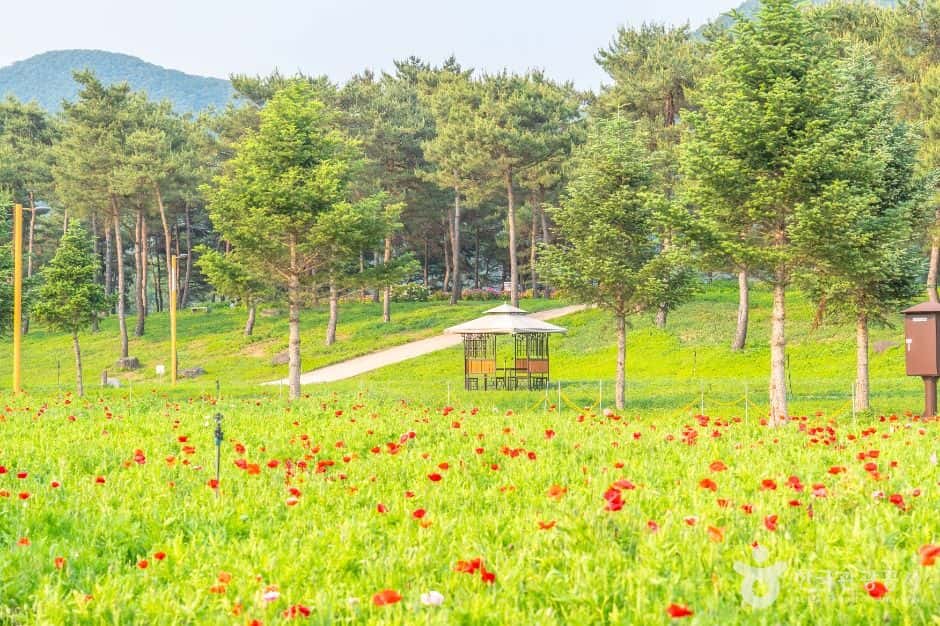 자라섬 — 반려동물 동반 관광지