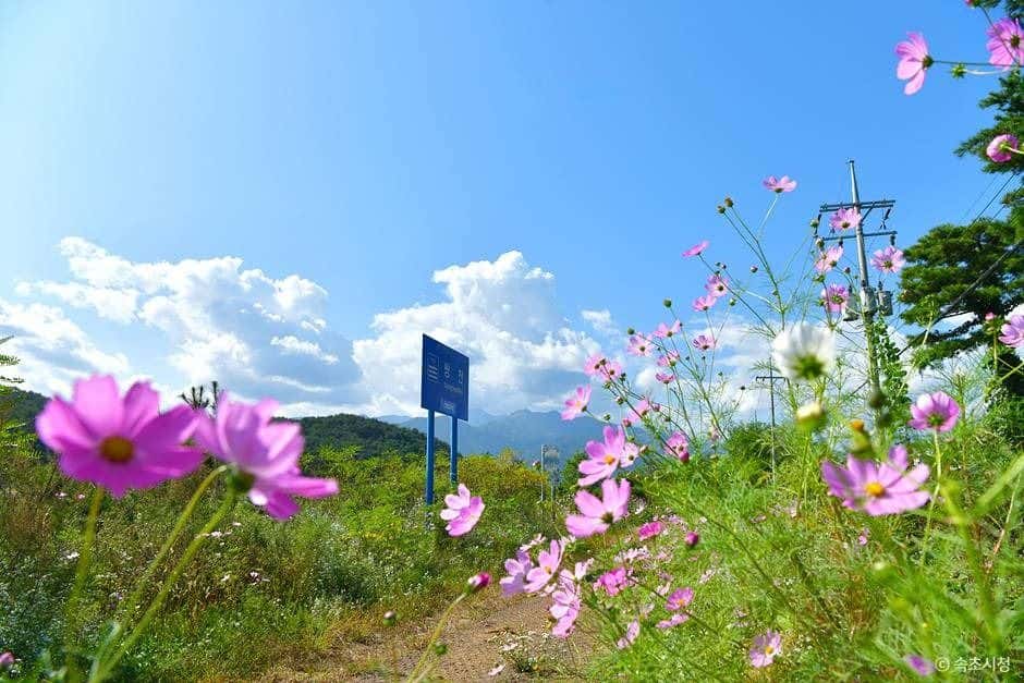 쌍천길 — 반려동물 동반 관광지