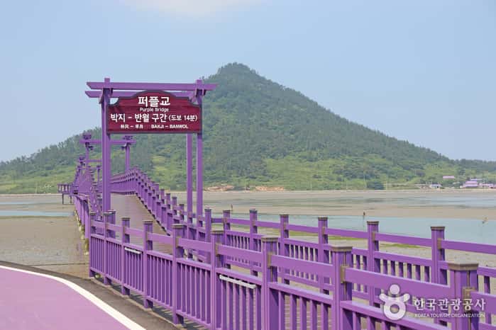 퍼플교 — 반려동물 동반 관광지