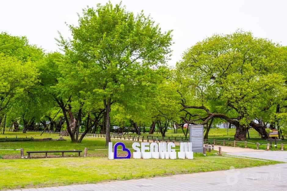 성주 경산리 성밖숲 — 반려동물 동반 관광지