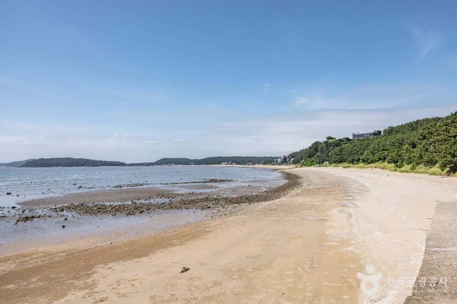 영종도 마시안해변 — 반려동물 동반 관광지