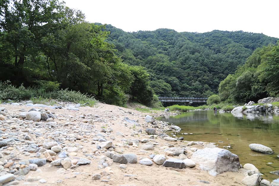 반디하우스캠핑장 — 반려동물 동반 레포츠