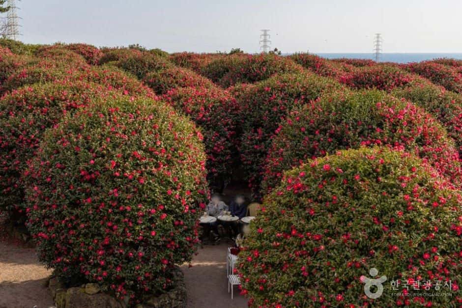 동백포레스트 — 반려동물 동반 관광지