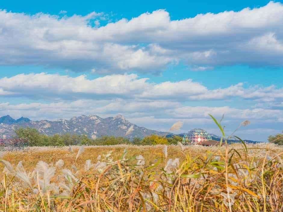 하늘공원 — 반려동물 동반 관광지