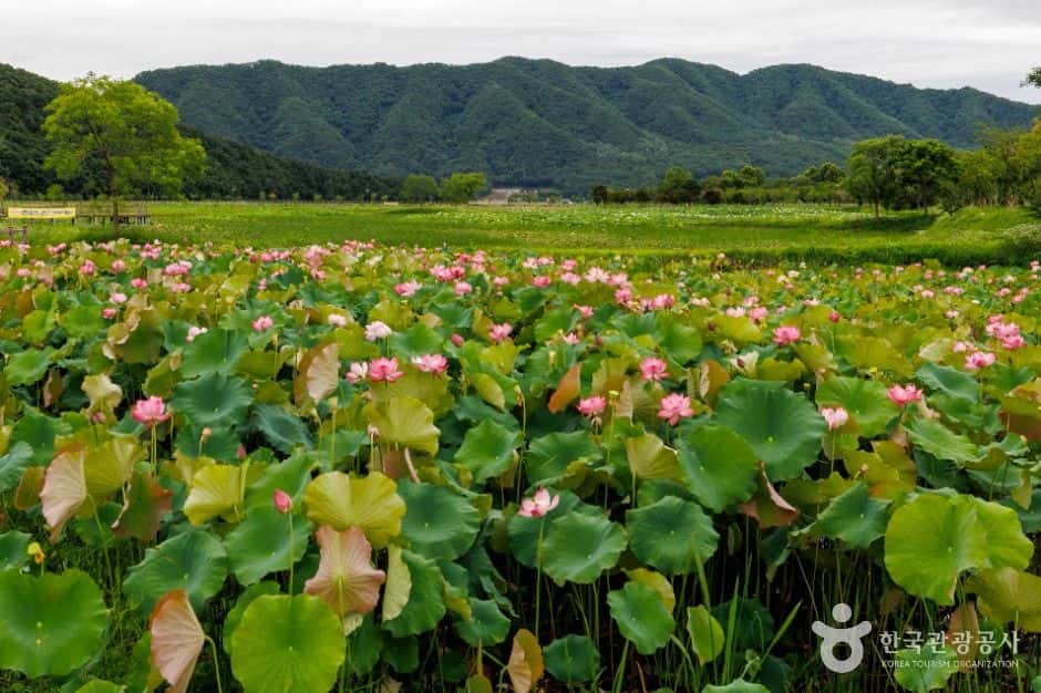 서오지리 연꽃단지 — 반려동물 동반 관광지