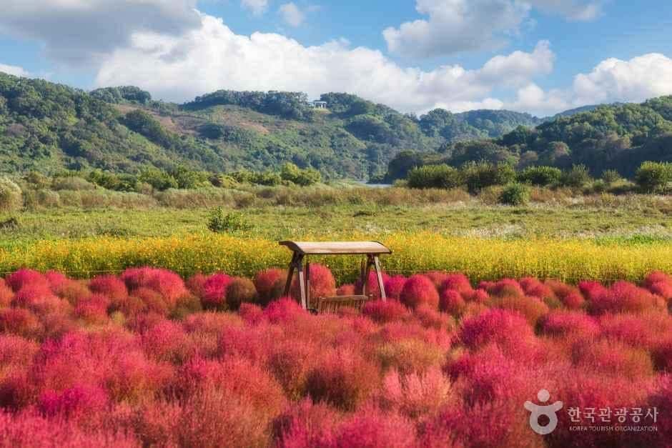 임진강 댑싸리정원 — 반려동물 동반 관광지