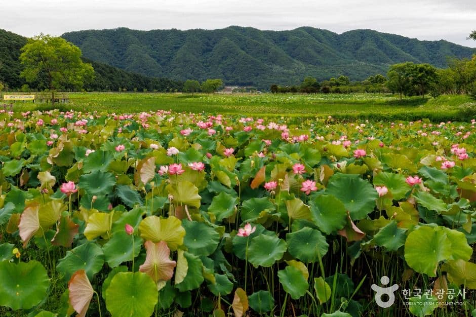서오지리 연꽃단지