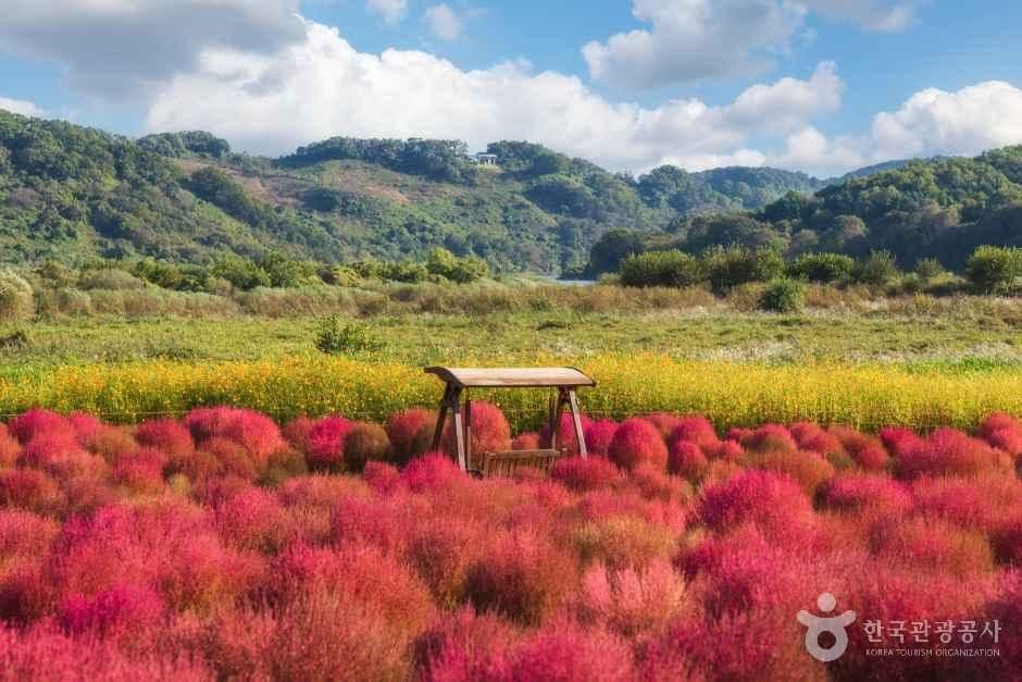 임진강 댑싸리정원