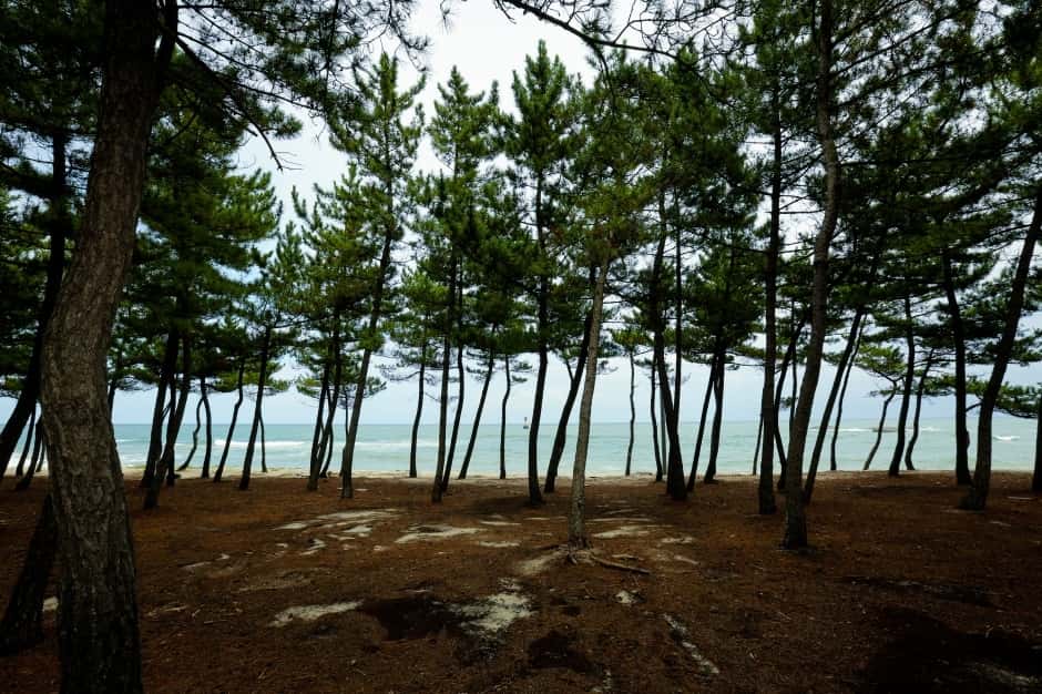 순포해변 — 반려동물 동반 관광지