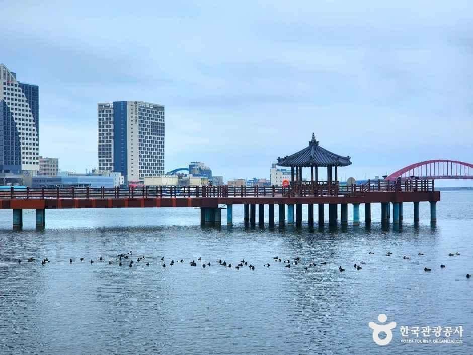 청초호 호수공원 — 반려동물 동반 관광지
